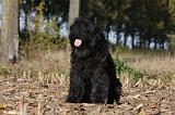 BOUVIER DES FLANDRES 299